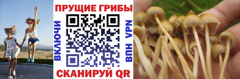 Галлюциногенные грибы Psilocybe  Липецк 
